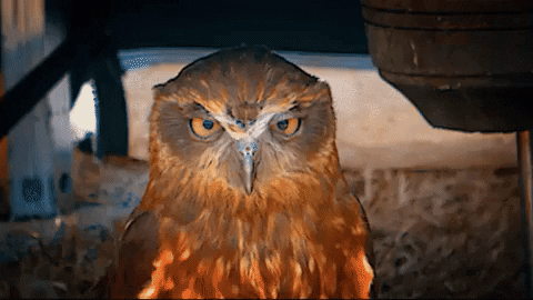 Video gif. Owl stares at us angrily, squinting its eyes as we get closer to it.