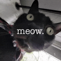 Cat Meow GIF