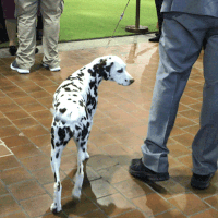 dog show dogs GIF by Westminster Kennel Club