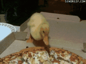 Pizza Duck GIF