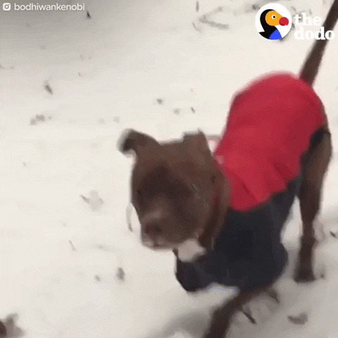 pit bull zoomies GIF by The Dodo