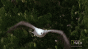 worldâs deadliest flying GIF by Nat Geo Wild 