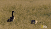 nat geo wild GIF by Savage Kingdom