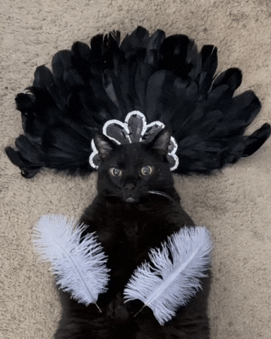 mannycat burlesque cat in costume burlesque dancer burlesque costume GIF