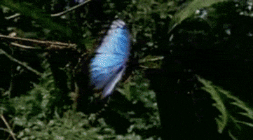 butterfly effect art GIF