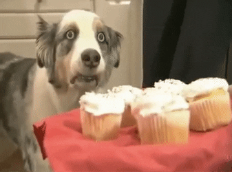 cupcake dog GIF