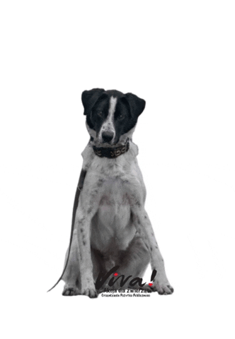 Fundacja_Viva giphygifmaker dog doggo adoptdontshop GIF
