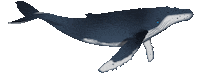 marine biology fun Sticker by OceanX