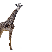 Giraffe Sticker by Roger Williams Park Zoo