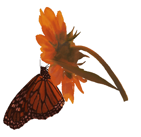 Animated Sticker
