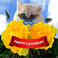 White Cat Saturday GIF
