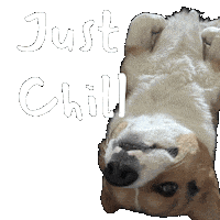 Chill Corgi Sticker