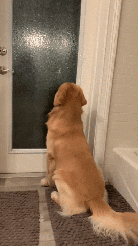 cuteanimalland giphyupload GIF