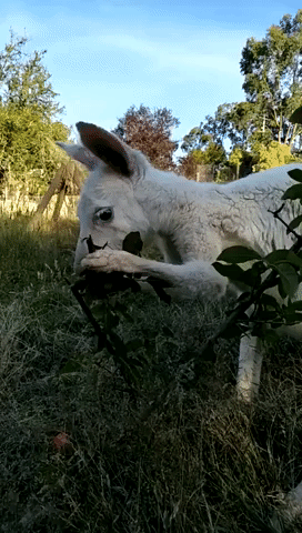 Rare White Kangaroo Calmly Munches on Leaves