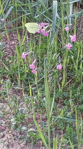 Simongip giphyupload GIF