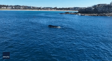 Kayaker Gets 'Private Whale Show' Off Bondi Beach
