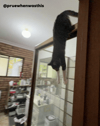 Cat Jump GIF