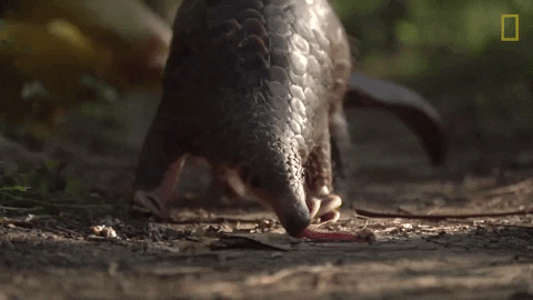 theicemanglaciers giphygifmaker pangolin GIF