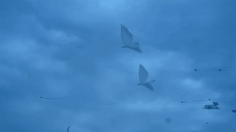 kite GIF