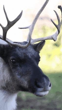 Reindeer What GIF by Valley Zoo Development Society