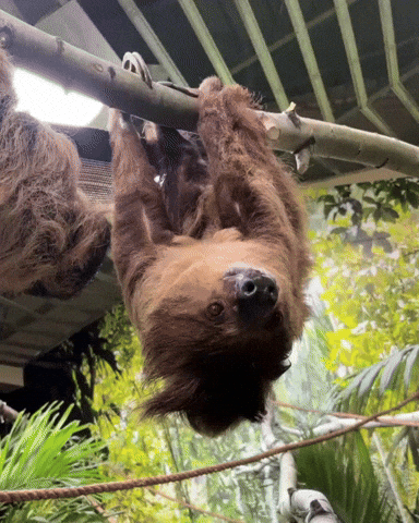 Sloth GIF by Valley Zoo Development Society