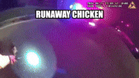Police Chase Runaway Chicken