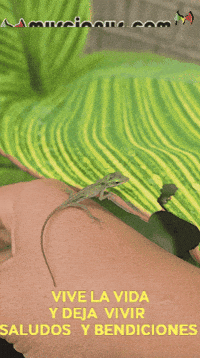 La Vida Feliz GIF by Murcianys LLC