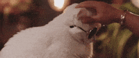i love you cat GIF