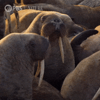 Bored Pbs Nature GIF by Nature on PBS