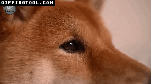 giphyupload GIF