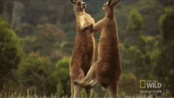 world kangaroo GIF