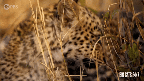 Season 2 Cute Animals GIF by PBS