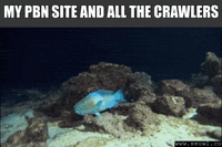 seowl_app seo seowl GIF