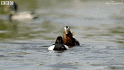 angry fight GIF by BBC Earth