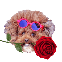 The Bachelor Kiss Sticker