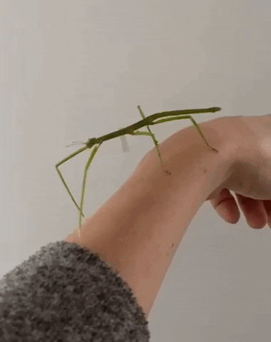 e-Kazan giphyupload GIF