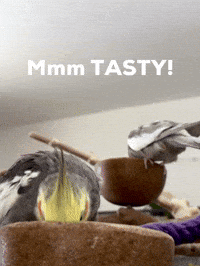 Good Food Cockatiel GIF