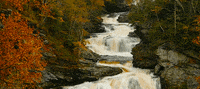 beauty autumn GIF