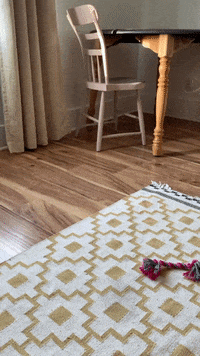 Wheaten GIF