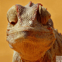 Enchanted Kingdom Earth GIF by BBC America