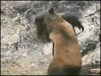 bear fighting GIF