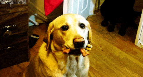 Video gif. Well trained golden Labrador holds a bunch of treats in its mouth and it looks side to side, eager and patiently waiting to eat.