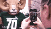 csu rams GIF by Colorado State Rams