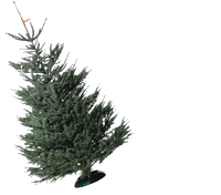 christbaum-service christmas weihnachten christbaumservice christbaum service Sticker