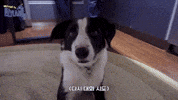 Dog Australia GIF