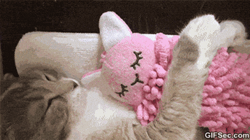 Cat Kitty GIF