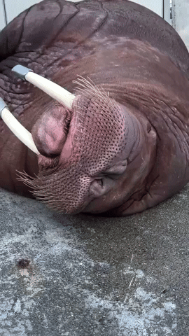 Snoring Walrus Observes National Napping Day at Tacoma Zoo