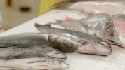 amy sedaris fun GIF by truTV’s At Home with Amy Sedaris
