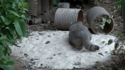 pallas cat GIF