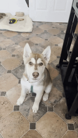 lalbertumw giphyupload GIF